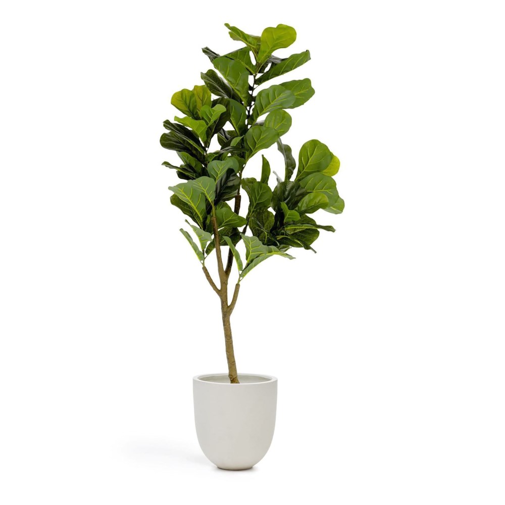 Kunstpflanze Ficus 60 x 60 x 150 cm online kaufen