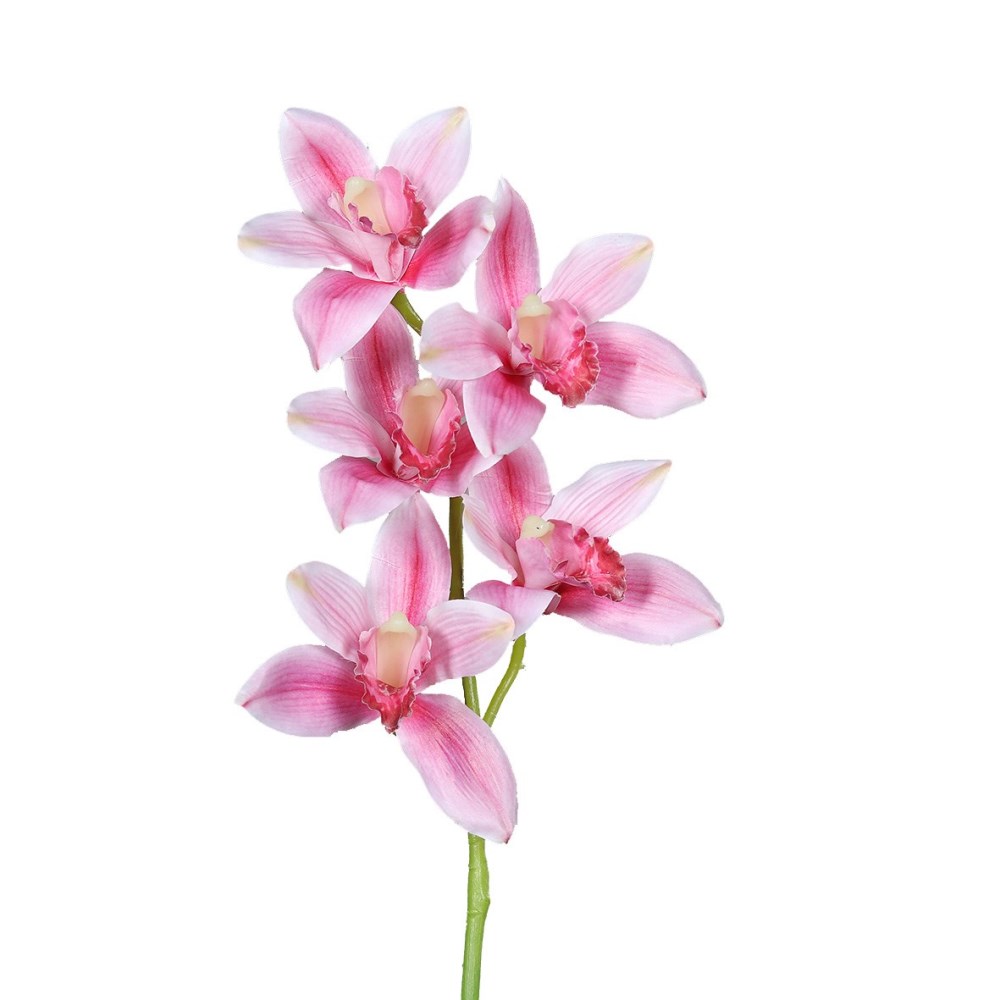 Cymbidie pink