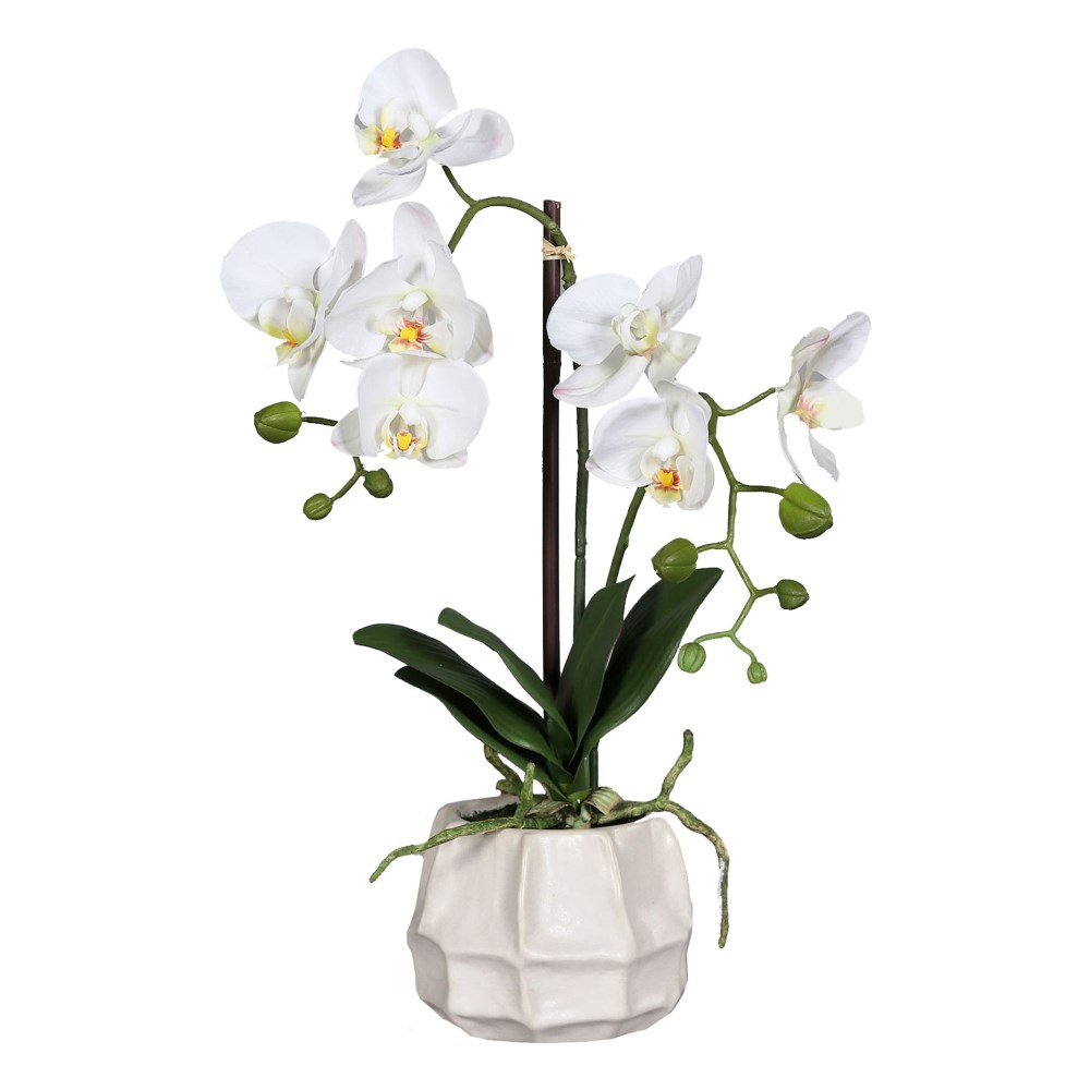Orchidee im Topf beige