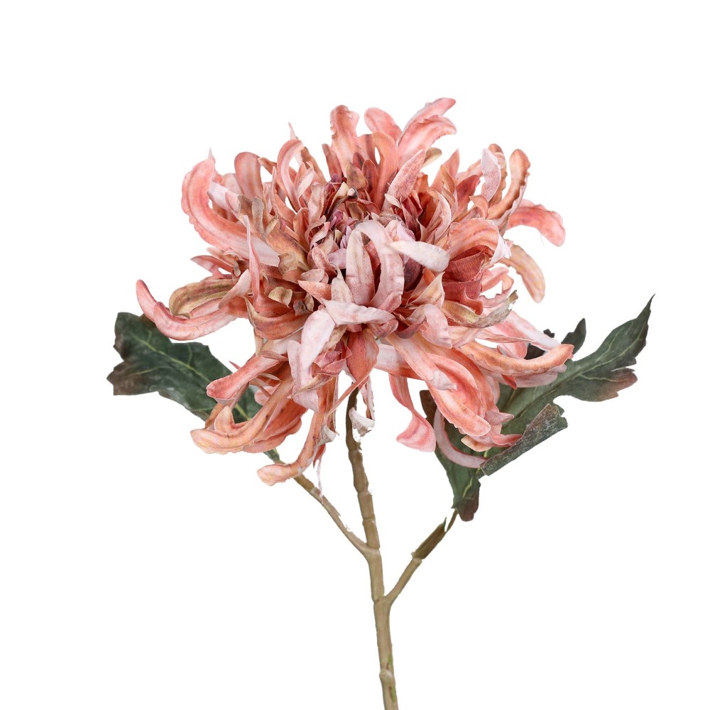 Chrysantheme violett