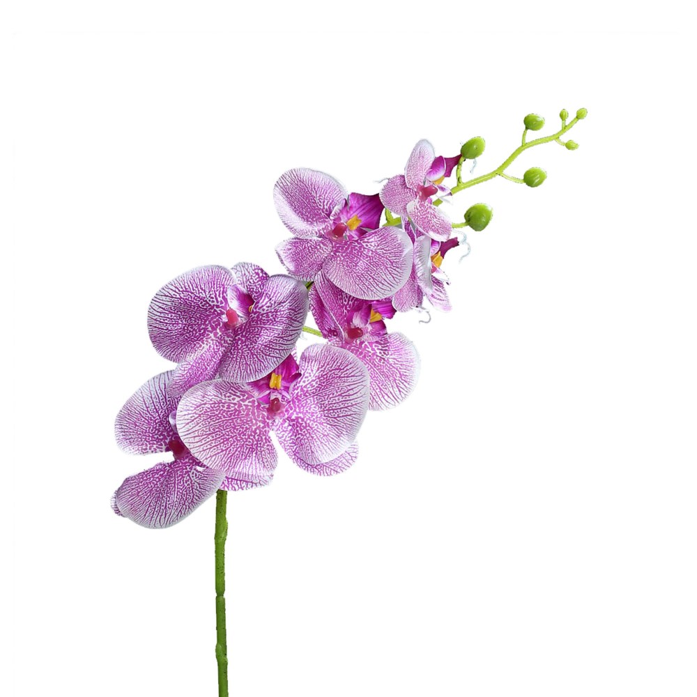 Orchidee-Phalaenopsis rosa