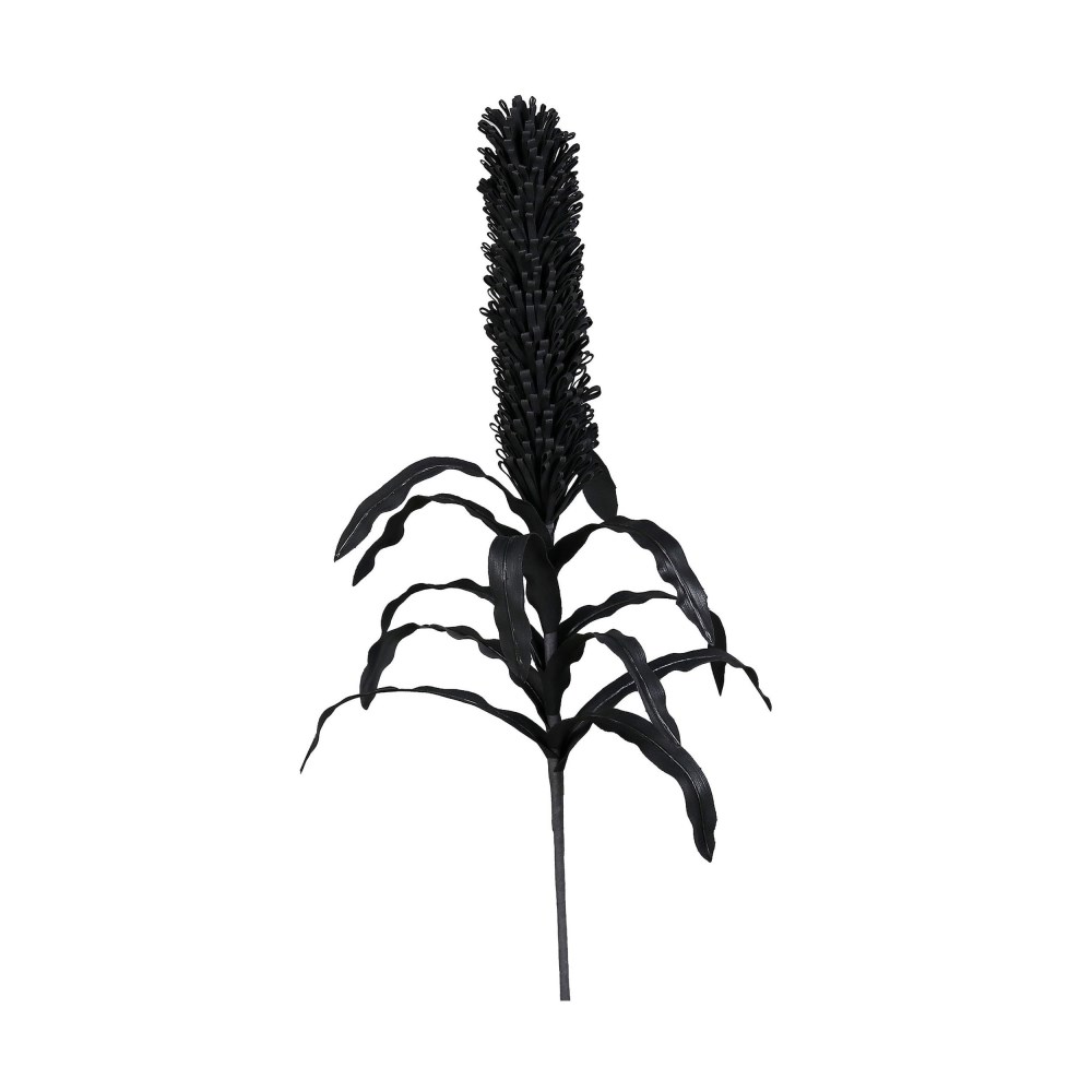 Protea schwarz