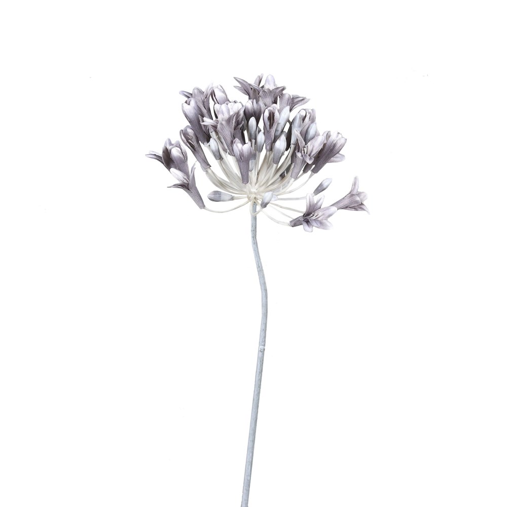 Agapanthus hellgrau